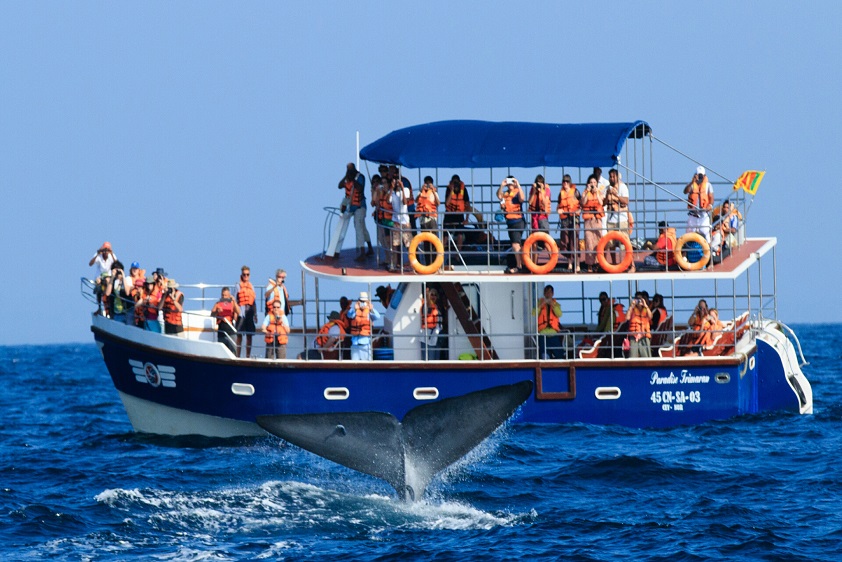 Whale Watching in Mirissa