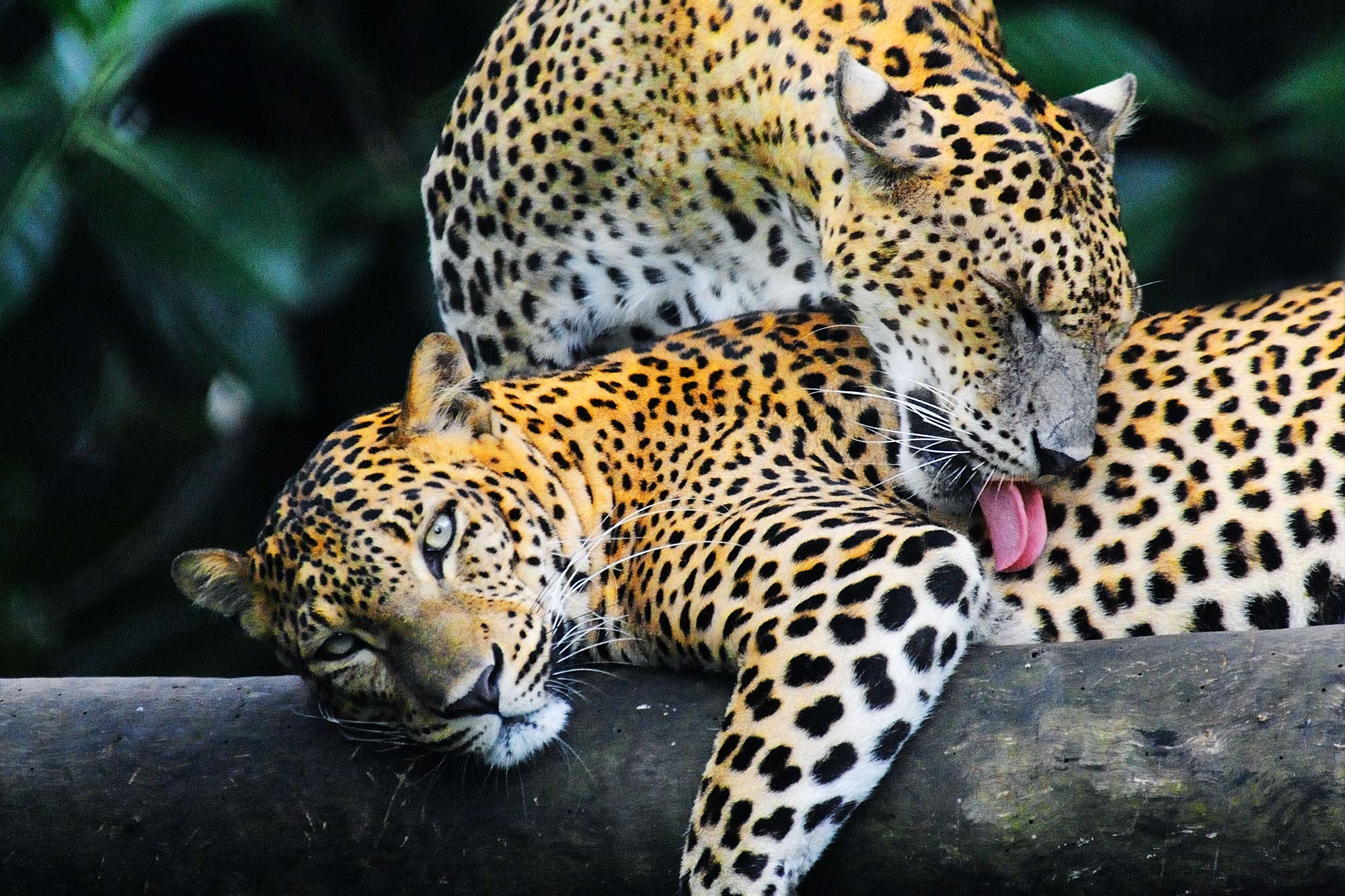 Wilpattu Wildlife Experience